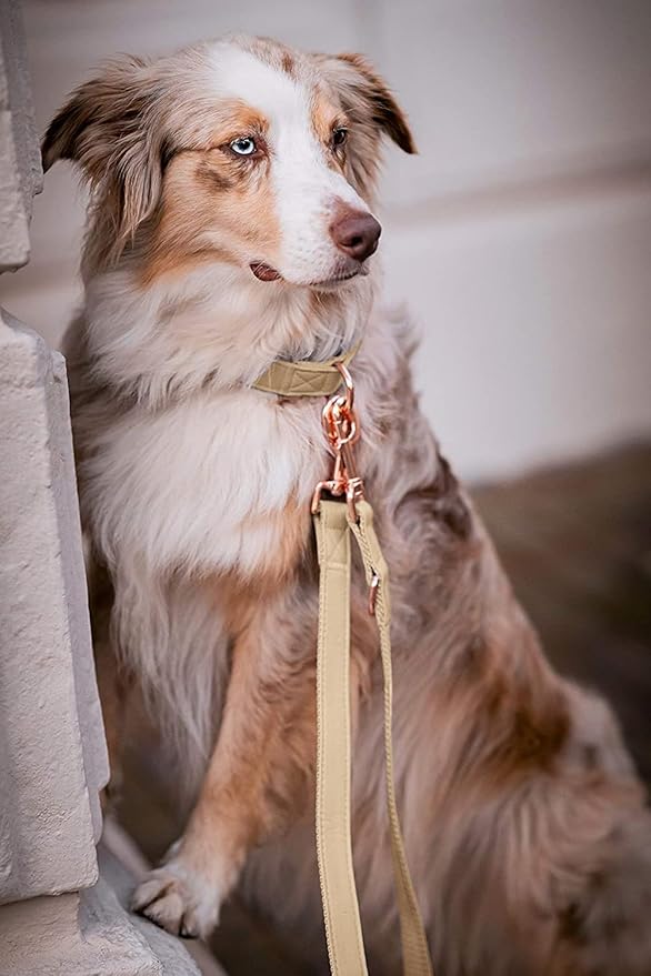 Soft Leather Dog Collar and Leash (6.6') Set - Stylish Rose Gold Heavy Duty Metal Buckle, 4 Adjustable Lengths Leash for Small Medium Large Dogs - Comfortable & Easy to Clean Beige S(12.2"-16.9")