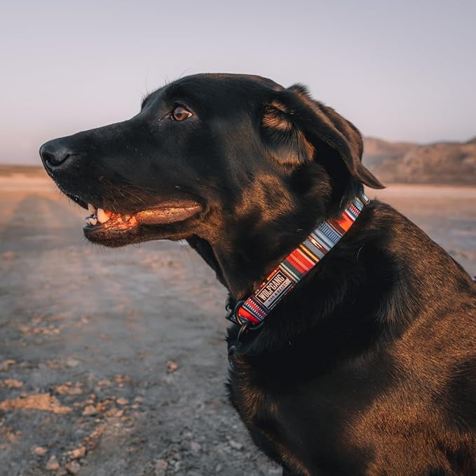 Wolfgang Heavy Duty, Adjustable Dog Collar with Quick Release Nylon Buckle for Walking & Training, Quetzal Print, Small