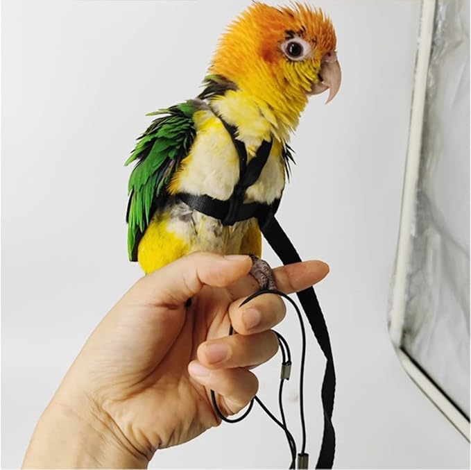 Adjustable Bird Harness with 78.7 Inch Leash, Outdoor Flying Training Rope Kit for Bird Parrots, Parrot Flying Rope Straps Outdoor Training Traction Rope for Small Medium Large Size Birds (L)