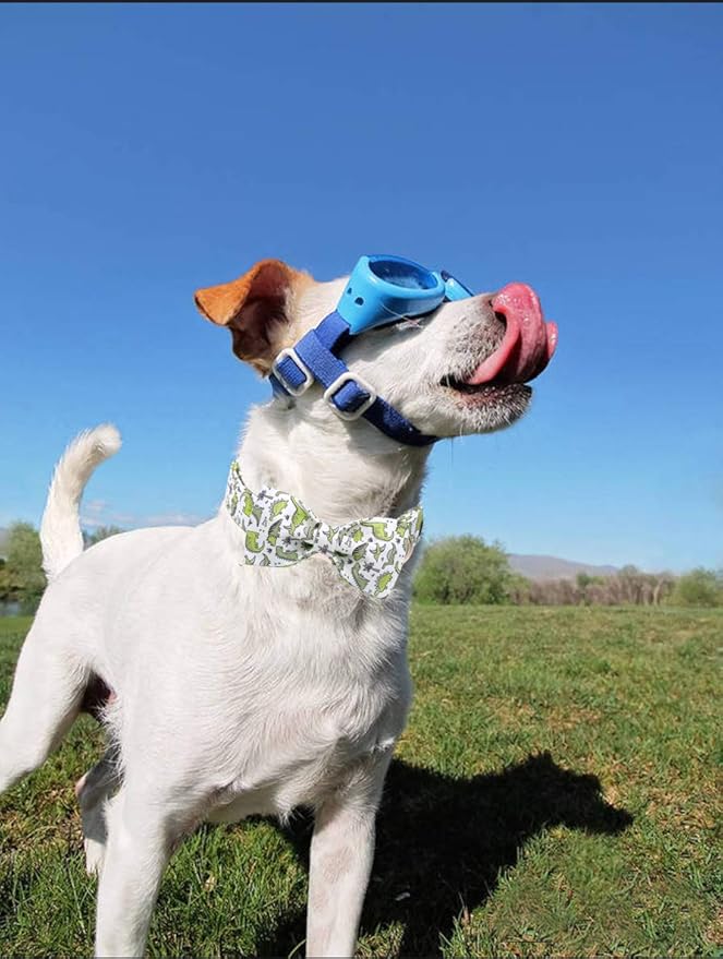 ARING PET Bowtie Dog Collar, Dog Collar with Bow, Adjustable Dog Collars for Small Medium Large Dogs.
