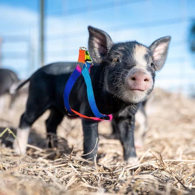 2 Pieces Adjustable Pig Harness with Leash Set Pet Pig Supplies Harness with Leash Set for for Hog Piggy Rabbit Small Animals Walking Jogging (S, Multicolor)