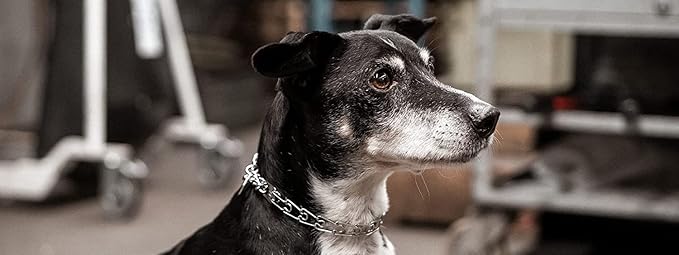 Herm Sprenger Prong Collar for Dog Training | Micro Prong Stainless Steel Ultra-Plus Dog Collar | Assembly Chain Training Collar for Smaller Dogs | Made in Germany - (1.5 mm, (Neck Size Upto 9.5"))