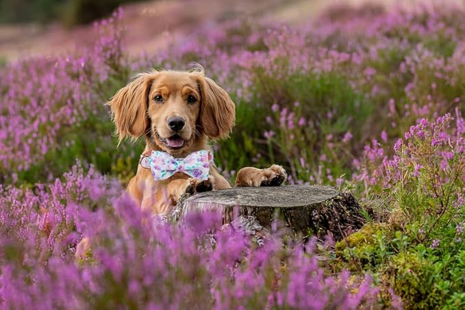 Lionheart glory Purple Dog Collar, Adjustable Dog Collar with Bowtie, Pet Gift Collar for Dog Soft Bowtie Dog Collars for Large Dogs