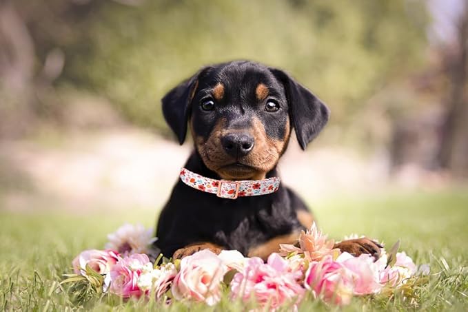 Lionet Paws Dog Collar, Adjustable Cute Collar with Metal Buckle for Male Female Puppies,Summer Flower, Medium, Neck 13.5-22 inches
