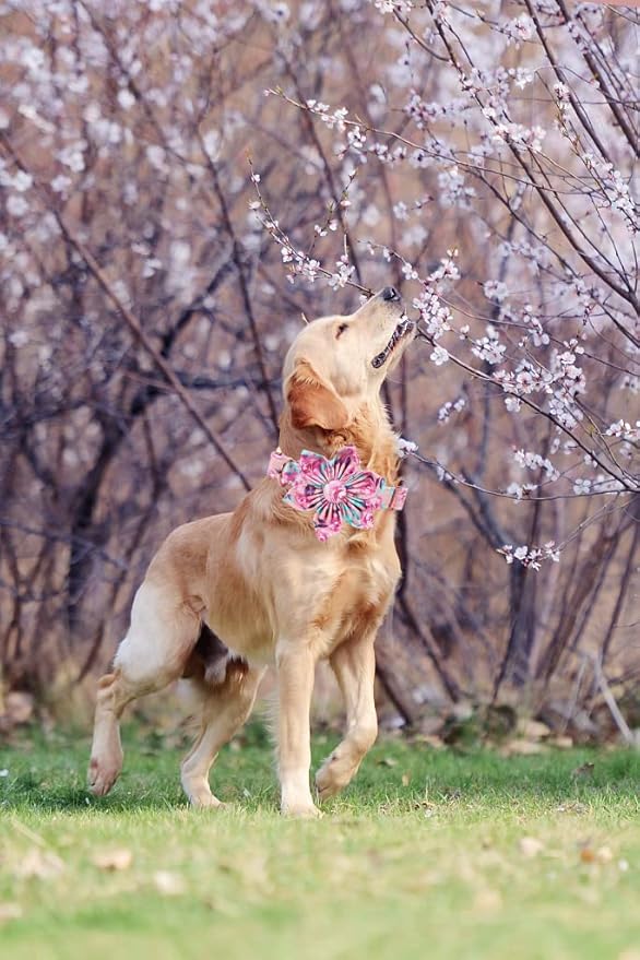 Lionheart Glory Dog Collar, Pink Dog Collar with Flower, Cute Floral Pattern Pet Collar Adjustable Dog Collar for Small Dogs