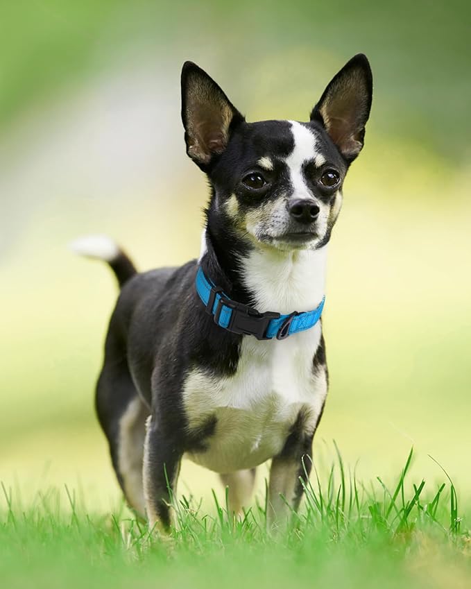 Joytale Reflective Dog Collar,Soft Neoprene Padded Breathable Nylon Pet Collar Adjustable for Puppy and Small Dogs,Sky Blue,XS