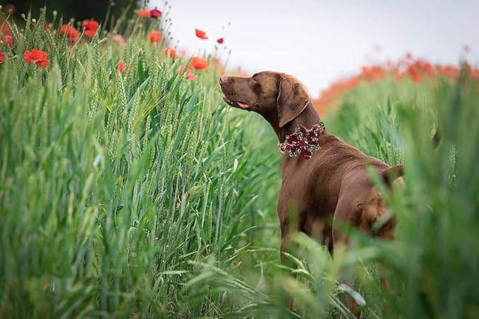 Lionheart Glory Cute Floral Pattern Pet Collar with Rose, Adjustable for Small Dogs