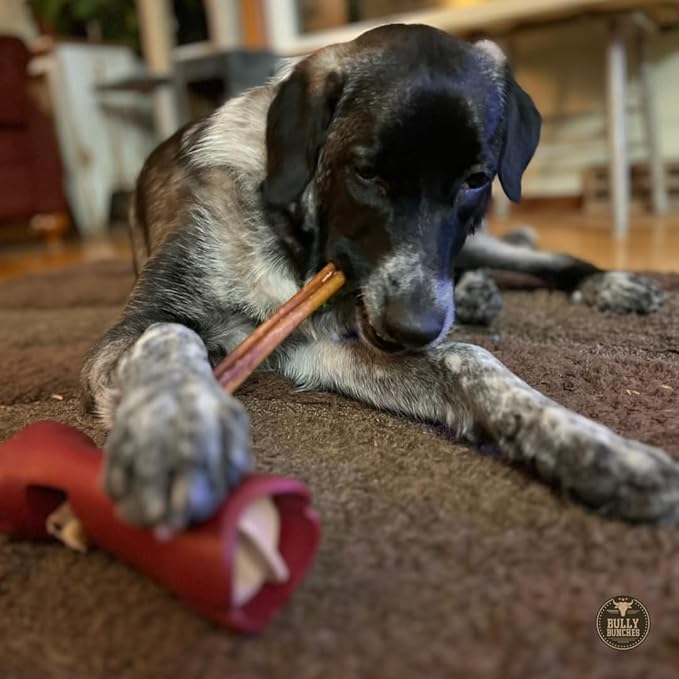 Bully Bunches Premium 12 Inch Thick Odor-Free Bully Sticks for Medium & Large Dogs - Long Lasting Chews for Oral Care - All Natural & Single Ingredient, 100% Beef Dog Treat, Rawhide Free (10 Pk)