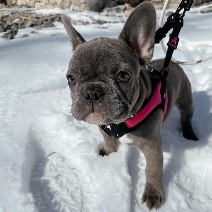 Gooby Escape Free Easy Fit Harness - Hot Pink, Medium - No Pull Step-in Patented Small Dog Harness with Quick Release Buckle - Perfect On The Go No Pull Harness for Small Dogs or Medium Dog Harness