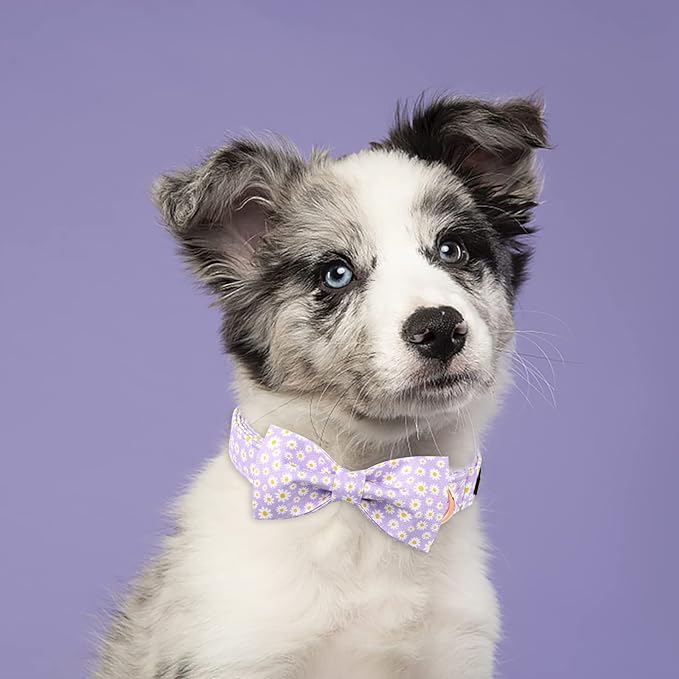 Lionet Paws Spring Dog Collar with Bowtie, Soft Comfortable Adjustable Cute Daisy Bowtie Collar for Dogs and Cats Female Gift, XS, Neck 8-12 inches
