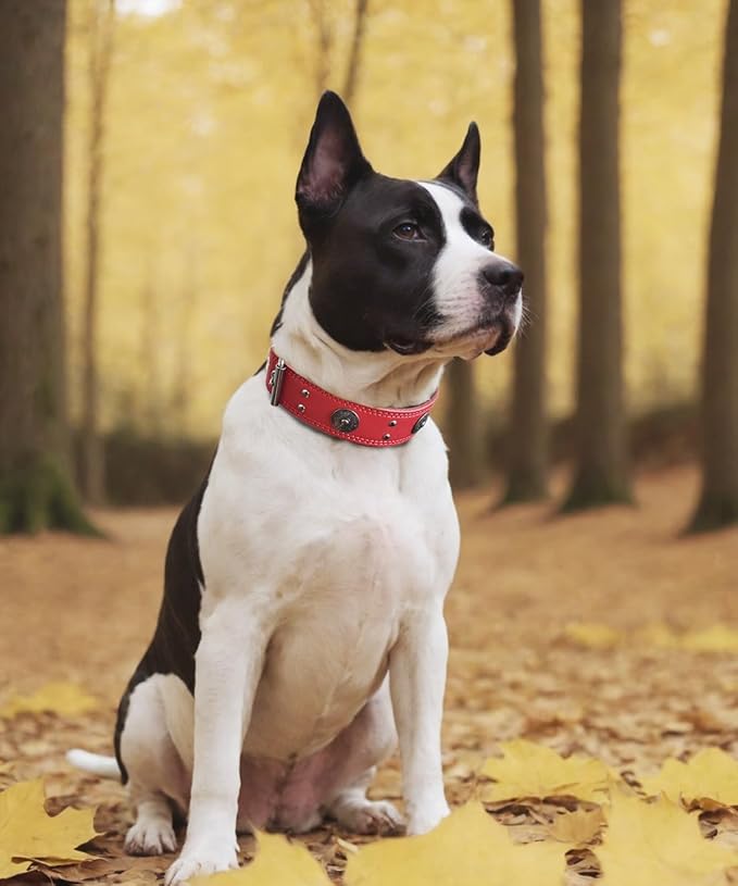 Leather Dog Collar, 2 inches Wide Heavy Duty Genuine Leather Collars, Handmade, Soft, and Luxury, Eye-catching Best Choice for Large and Medium Breed Dogs, Red 16.5-20.5 inches