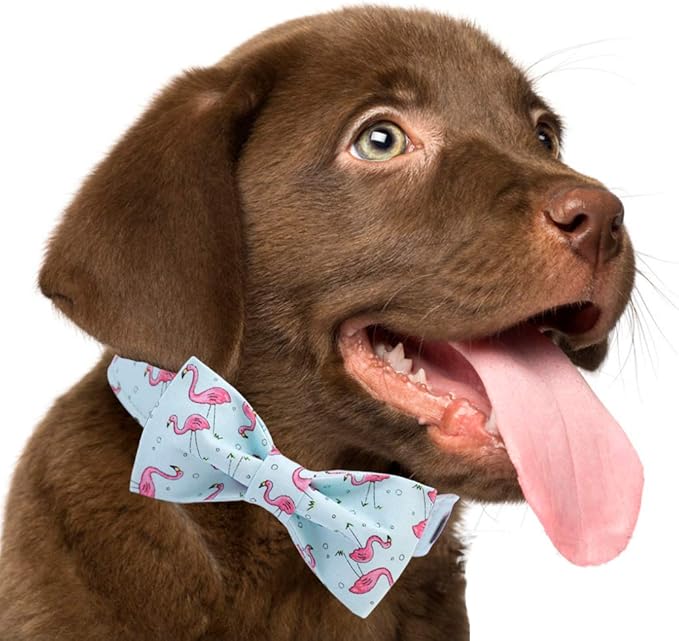ARING PET Bowtie Dog Collar Adjustable Collars with Bow Tie for Dogs Small Medium Large