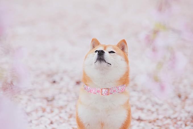Lionet Paws Floral Dog Collar, Heavy-Duty Cute Pink Flower Collar with Metal Buckle for Male Female Puppies,Spring Pink Flower, XLarge, Neck 16-26 inches