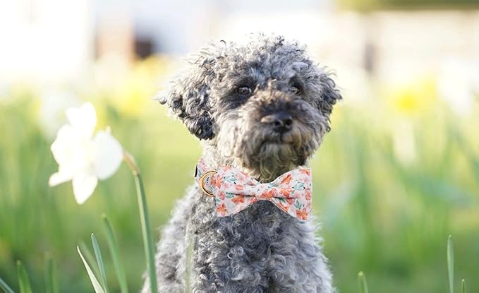 Lionet Paws Dog Collar with Bow Tie - Soft Comfortable Adjustable Collars with Metal Buckle for Large Dogs, Neck 16-24 Inches