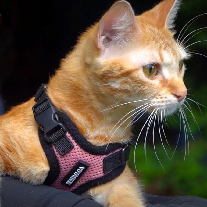 Voyager Step-in Lock Adjustable Cat Harness w. Cat Leash Combo Set with Neoprene Handle 5ft - Supports Small, Medium and Large Breed Cats by Best Pet Supplies - Purple/Black Trim, XS
