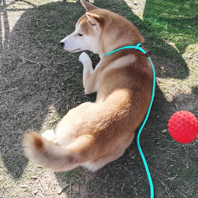 MayPaw Slip Lead Control Leash for Dogs No Pull, 13+ Colors Classic Dog Lead 7 FT Pet Slip Leash, 1/4” Rope Leashes for Small Medium Animals (7ft*1/4", Turquoise)