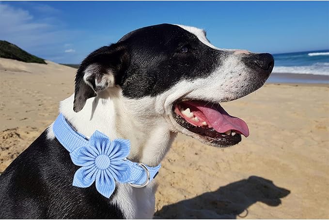 Unique style paws Dog Collar with Flower Tie Blue Dot Summer Dog Collar for Small Medium Large Dogs with Adjustable Metal Buckle -XS
