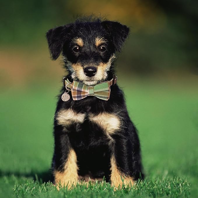 ADOGGYGO Plaid Dog Collar with Detachable Bowtie, Adjustable Soft Green Plaid Collars for Small Medium Large Dogs Pets (Small)