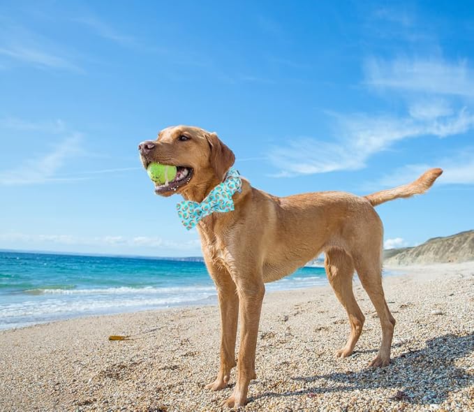 Lionet Paws Summer Dog Collar with Bowtie - Cute Cotton Detachable Bowtie Dog Collar with Metal Buckle for Large Dog Girl Boy, L, Neck 16-24in