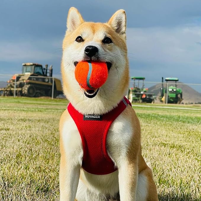 Voyager Step-in Air All Weather Mesh Harness and Reflective Dog 5 ft Leash Combo with Neoprene Handle, for Small, Medium and Large Breed Puppies by Best Pet Supplies - Harness Leash Set (Red), XL