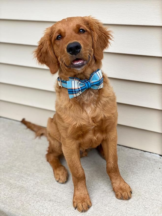 Lionet Paws Boy Dog Collar with Bowtie, Comfortable Adjustable Cute Blue Plaid Bow Tie Collar for Male Dogs Gift, Large, Neck 16-24 inches