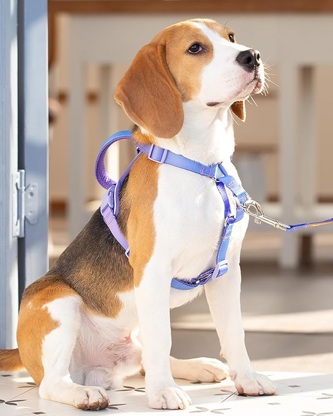 DF Freedom No Pull Martingale Dog Harness and Double-Ended Leash Set, Safety Control to Stop Pulling, Reflective & 5-Point Adjustable, Support Padded Handle, Rainbow Pro, 3/4", Chest 22.4" - 30.4"