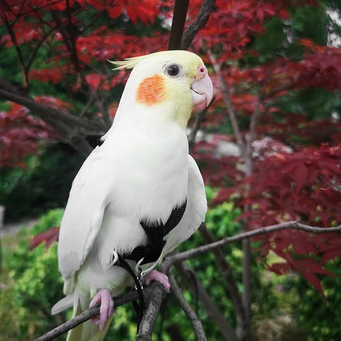 Adjustable Bird Harness with 80 Inch Leash, Outdoor Flying Kit Training Rope for Bird Parrots Cockatiel S Size Weight 70-120 Grams, 2 Pieces