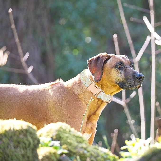 Metal Buckle Dog Collar, Durable Adjustable Dog Collar Soft for Small Medium Large Dogs (Green Flowers, L(15-23in)