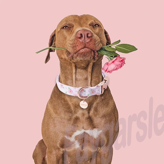 Faygarsle Pink Rose Pattern Dog Collar for Small Medium Large Dogs Cute Puppy Collars for Female Dogs for Summer Spring Wedding Necklace Girl Dog Collar XS