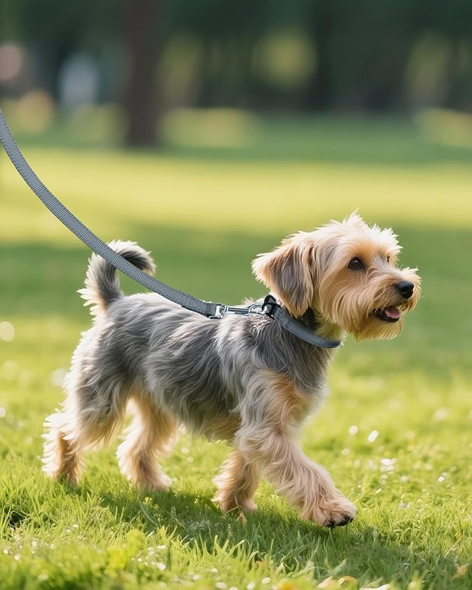 Joytale Small Dog Collar, Reflective and Adjustable Nylon Collar with Quick-Release Buckle, Lightweight No-Choke Design for Small Dogs, Gray, 5/8" Width