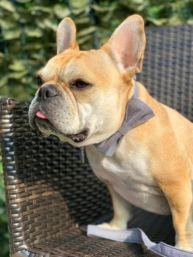 Lionet Paws Dog Collar with Bowtie, Durable Adjustable and Comfortable Collar for XX-Small Dogs and Cats, Neck 7-11in