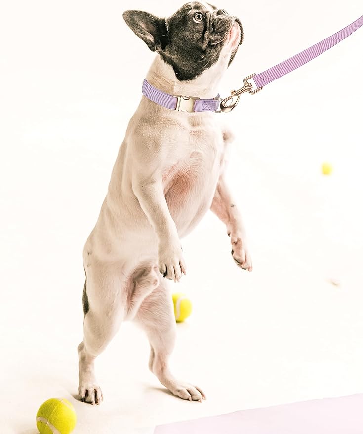 Soft Corduroy Dog Collar and Leash Set, Adjustable Cotton Dog Collars with Metal Buckle and Lead for Medium Dogs,Lilac