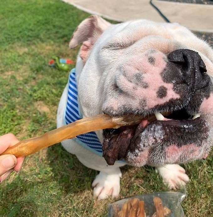 Beef Tendons for Dogs Made in USA. 6-10 Inch Grass Fed Farm-Raised American Beef Dog Treats. All Natural Dog Dental Chews. Grain Free Odor-Free Beef Dog Chews 5 Count