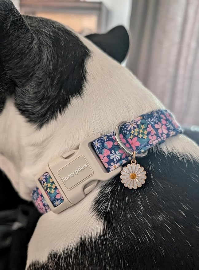 Lionet Paws Floral Dog Collar- Cute Spring Wildflowers Daisy Fleabane Dog Collars with Plastic Buckle, Light Adjustable Dog Collars for Medium Dogs