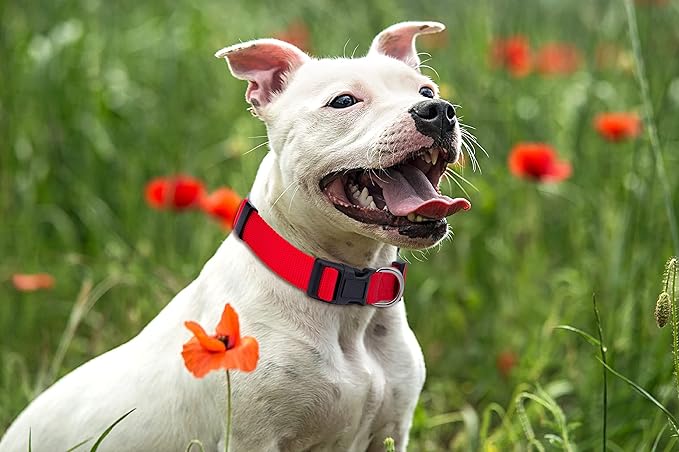 Native Pup Basic Nylon Dog Collar, Adjustable for Small, Medium, Large pet and Puppies Accessories, Cute Colors for Male, Female, boy, Girl, Puppy (Small, Red)