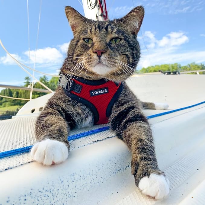 Voyager Step-in Lock Adjustable Cat Harness w. Cat Leash Combo Set with Neoprene Handle 5ft - Supports Small, Medium and Large Breed Cats by Best Pet Supplies - Red/Black Trim, S