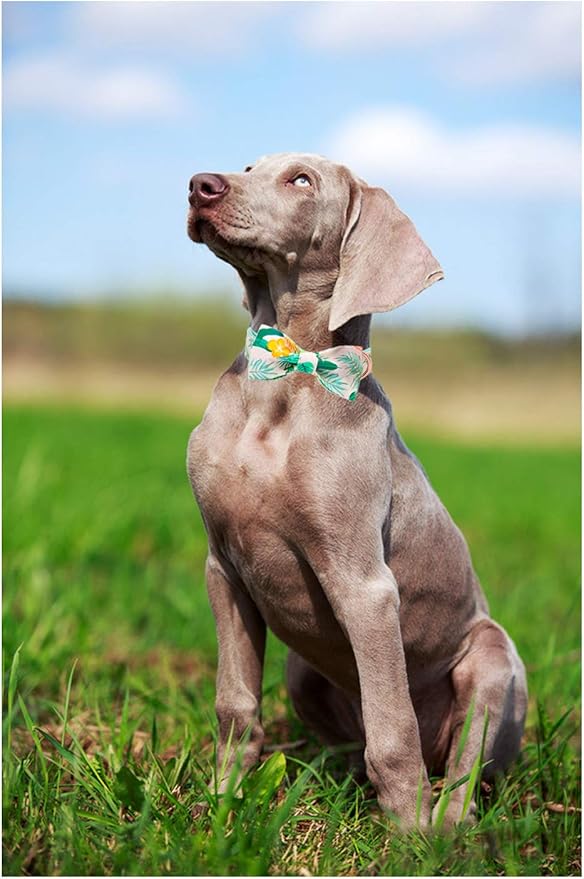 ARING PET Bowtie Dog Collar Adjustable Collars with Bow Tie for Dogs Small Medium Large