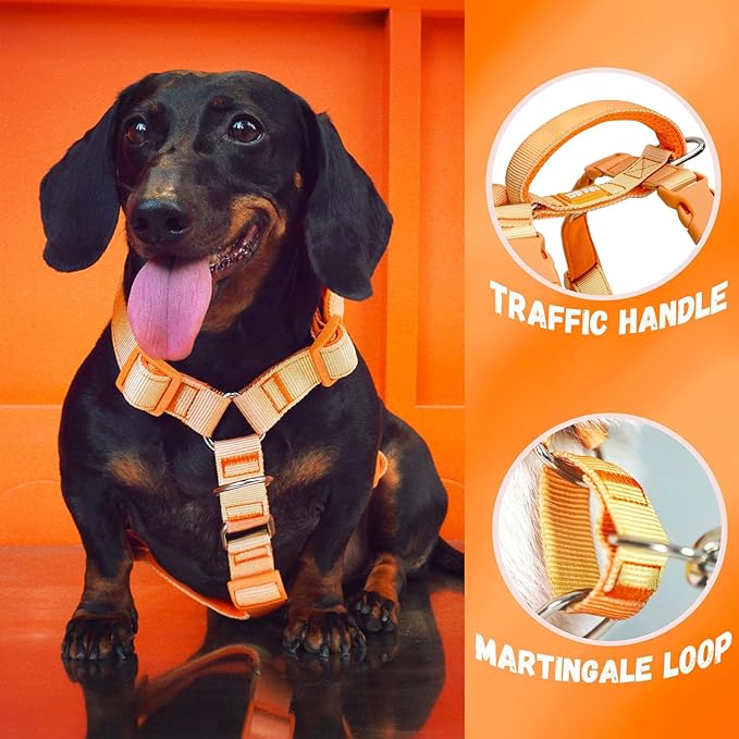 DF Martingale No Pull Dog Harness and Two Point Control Training Leash for Dog Walking Only Works with Martingale Harnesses, Orange, Chest 22"-28"
