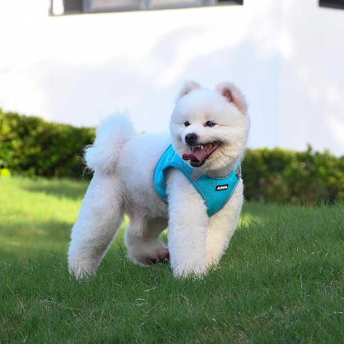 AIITLE Puppy Harness and Leash Set for Walking, Step in Dog Harness, Soft Breathable Pet Supplies, Reflective Bands, for Extra Small Dogs and House Cats Blue XXXS