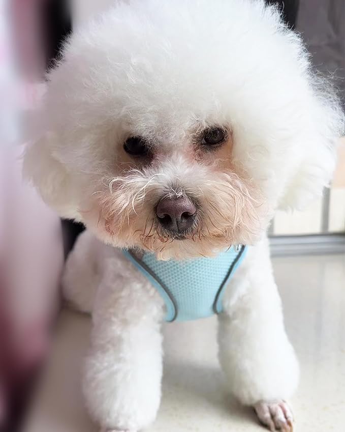 Solmoony No Pull Dog Harness - Step In Mesh Harness for Small Dogs, Bule, XXS