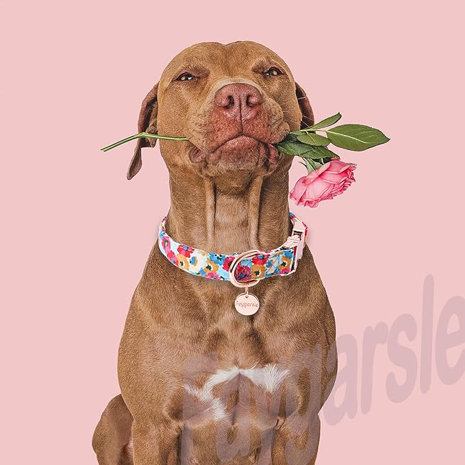 Faygarsle Colorful Pattern Dog Collar for Small Medium Large Dogs Cute Puppy Collars for Female Dogs Floral Dog Collars for Summer Spring Wedding Necklace Girl Dog Collar S