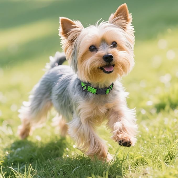 Joytale Reflective Dog Collar,Soft Neoprene Padded Breathable Nylon Pet Collar Adjustable for Puppy and Small Dogs,Green XS