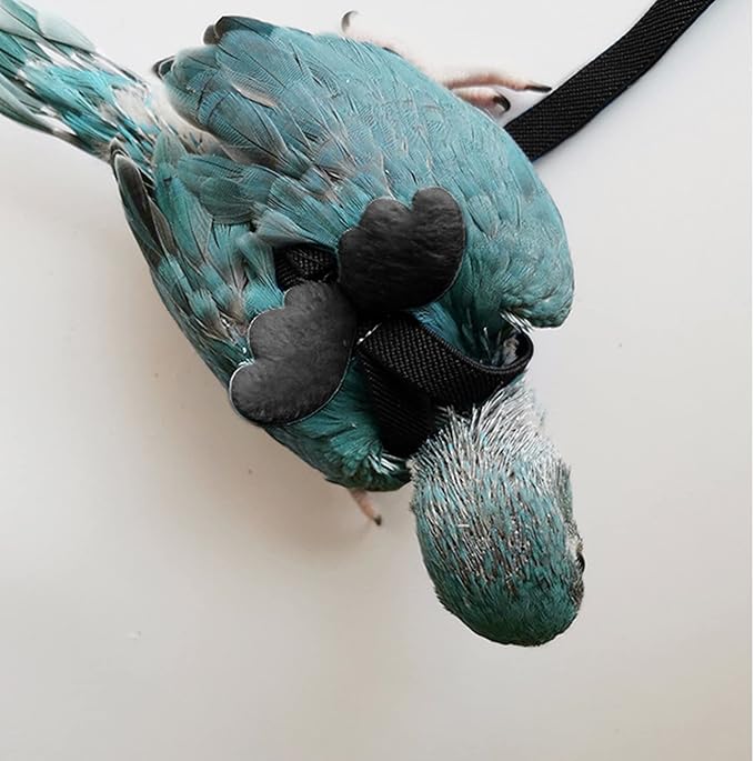 Peony Harness and Leash, Adjustable Parrot Bird Training Design Anti-Bite, Bird Nylon Rope with Cute Wing for Peony Parrot and Same Size Birds (M, Black)