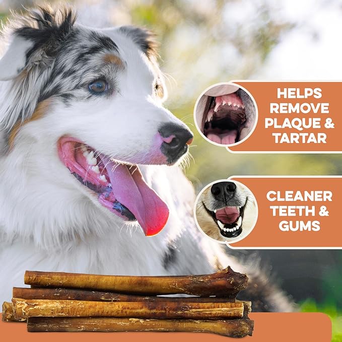 BRUTUS & BARNABY Jumbo Bully Sticks for Large Dogs - (10-Pack) No Hormones Added and Grain Free, Low Odor Bullie, Large, Thick, 12" Bully Bones for Dogs or Puppies