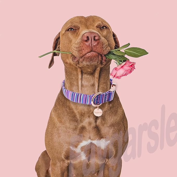 Faygarsle Colorful Striped Pattern Dog Collar for Small Medium Large Dogs Cute Puppy Collars for Female Dogs for Summer Spring Wedding Necklace Girl Dog Collar XS