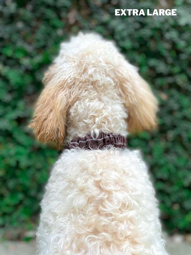 Heavy Duty Dog Collar with Handle | Ballistic Nylon Heavy Duty Collar | Padded Reflective Dog Collar with Adjustable Stainless Steel Hardware | Convenient Sizing for All Breeds X-Large (19-23" Neck)