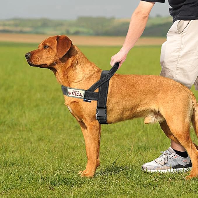Annchwool No Pull Dog Harness with Soft Padded Handle,Reflective Strip Escape Proof and Quick Fit to Adjust Dog Harness,Easy for Training Walking for Small & Medium and Large Dogs(Black,M)