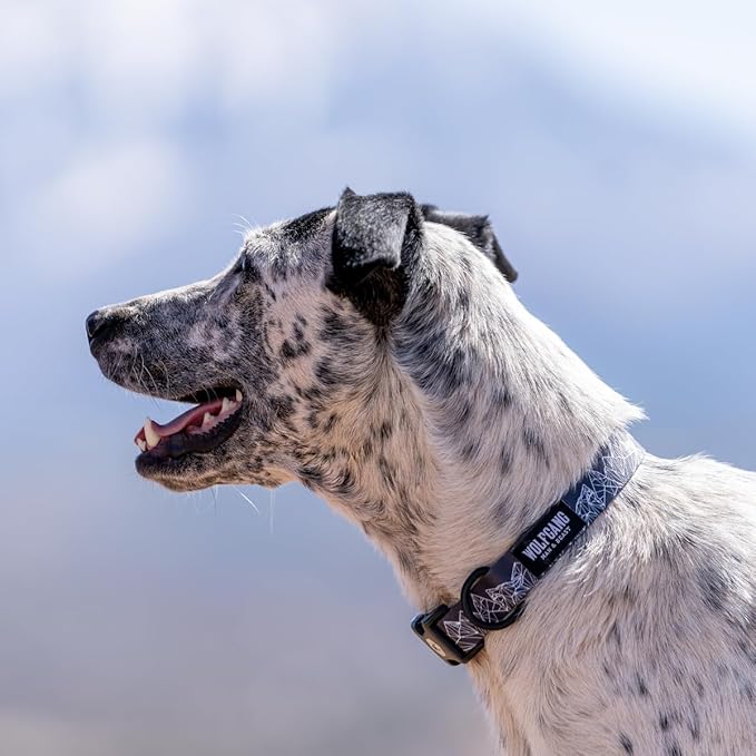 Wolfgang Heavy Duty, Adjustable Dog Collar with Quick Release Nylon Buckle for Walking & Training, WolfMountain Print, Medium