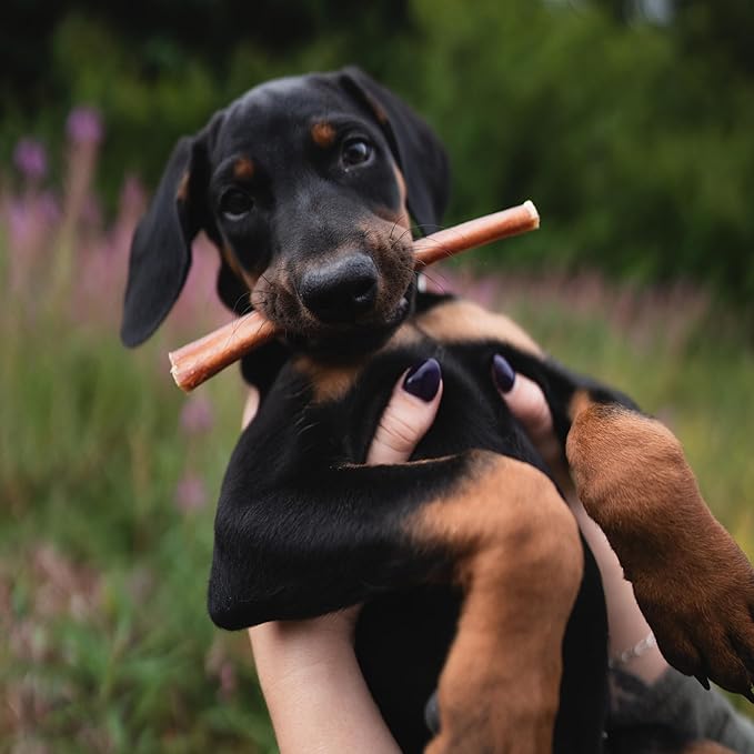 Best Bully Sticks Hickory Smoked Thick 12 Inch Bully Sticks - 5 Count (Pack of 1) - Natural, Grain and Odor-Free, Smoky Aroma, No Additives, Grass-Fed