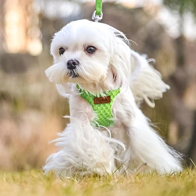 PUPTECK Dog Harness and Leash Set Small Sized, Step-in Cute Puppy Harness, Soft Lightweight Padded Vest, Escape Proof No Pull Pet Harnesses Easy for Walking, Green, XS